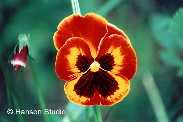 Orange Pansy